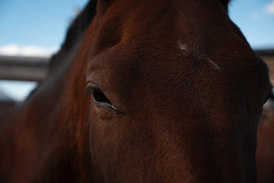 Ojo del caballo