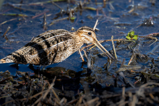 Wilson Snipe foraging in a marsh