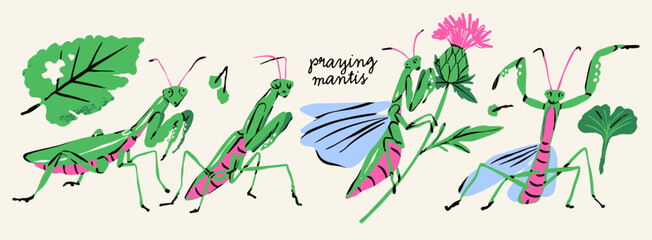 Naklejka premium Various praying Mantis set. Cute green, pink insects, bugs, leaves, flowers. Hand drawn trendy Vector illustration. Isolated design elements. Sticker, logo, icon, print templates