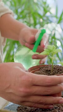 Vertical video: Holding pot hands in cuffs adding soil pressing seedling misting spray by window
