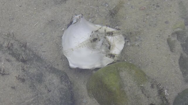 Aerial slow motion tracking shot of white shell shifting among moss covered rocks on shallow sandy seabed with gentle water movement