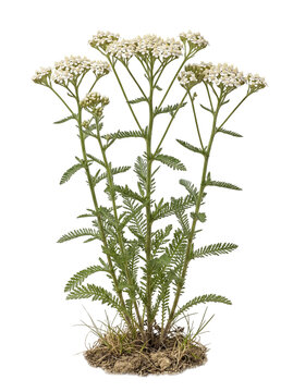 Common Yarrow Achillea Millefolium White Flower Cluster