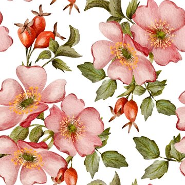 Watercolor seamless pattern with wild roses and rosehips on a white background