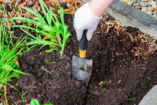 Gardener's gloved hand uses a trowel to dig into rich, dark soil near green plants