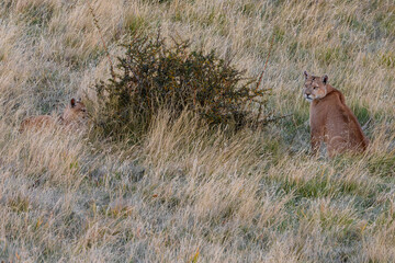 Mother Puma and her cub  © Leandro