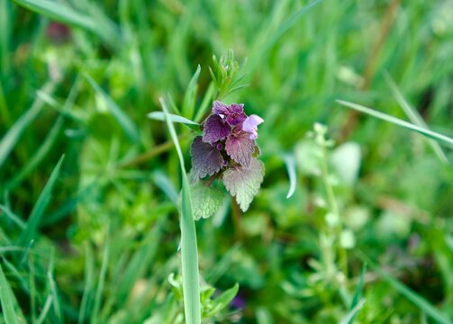 Macro shot of purple dead-nettle with characteristic violet upper leaves and small pink flowers. The plant is surrounded by lush green grass. dead-nettle (Lamium purpureum) flower close-up in a spring