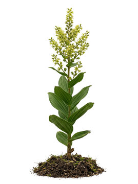 Tickleweed Veratrum Viride Green False Hellebore Plant