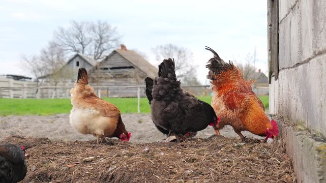 Flock of colorful hens and a red rooster foraging together in a rustic farm yard