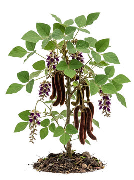 Velvet Bean Mucuna Pruriens Tropical Legume Vine