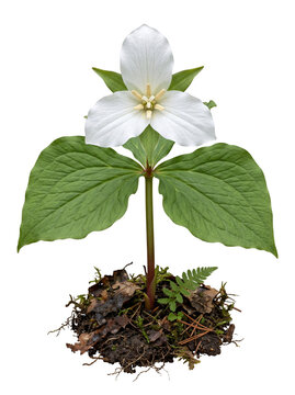 Western Trillium Ovatum White Flower on Transparent Background