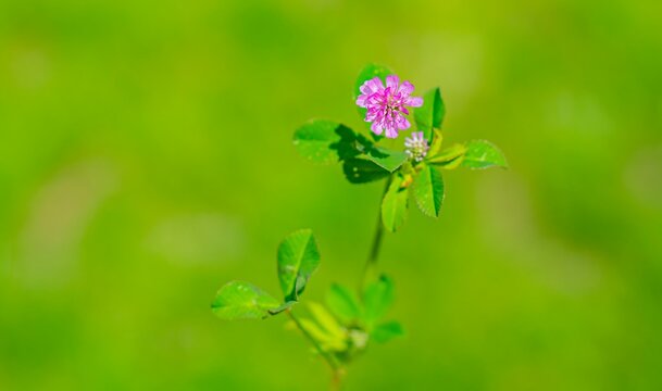 Trifolium resupinatum, also known as Persian Clover or Iranian Clover, is a plant that grows naturally and is readily consumed by pets.