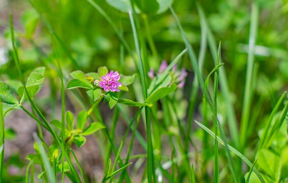 Trifolium resupinatum, also known as Persian Clover or Iranian Clover, is a plant that grows naturally and is readily consumed by pets.