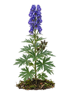 Wolfsbane Aconitum Napellus Dark Blue Monkshood Flower