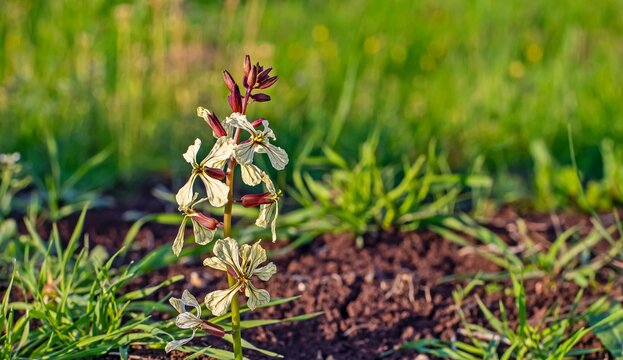 Arugula (Eruca vesicaria) is an edible annual plant belonging to the Brassicaceae family.