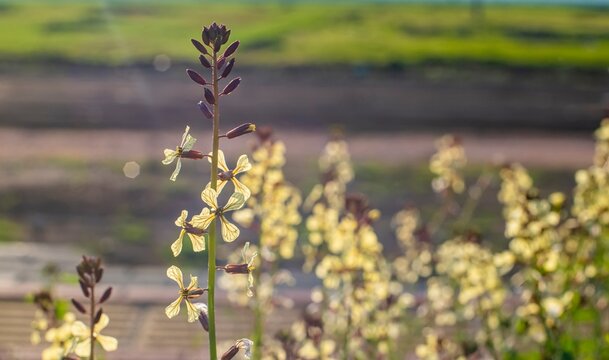 Arugula (Eruca vesicaria) is an edible annual plant belonging to the Brassicaceae family.