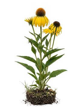 Yellow Coneflower Ratibida Pinnata Prairie Flower
