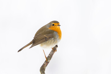 Obraz premium European robin (Erithacus rubecula)