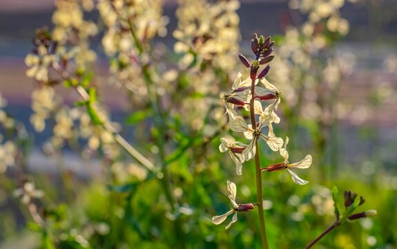 Arugula (Eruca vesicaria) is an edible annual plant belonging to the Brassicaceae family.