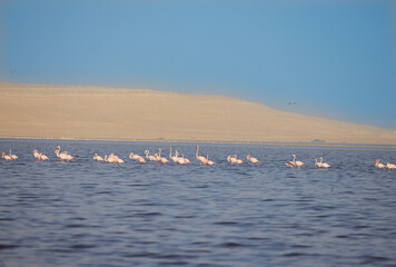 Naklejka premium swans on the lake