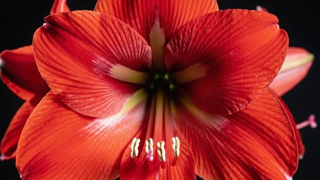 Time-lapse of vibrant red amaryllis flower blooming against black background, showcasing intricate details and beauty