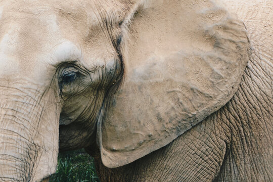 elefante 