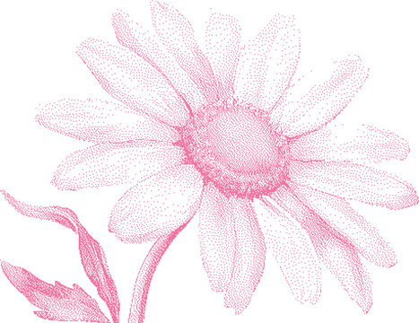 Pink Daisy Stippled Illustration with Leaf Against White Background