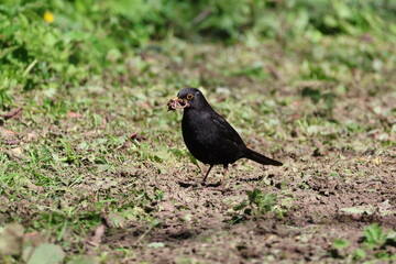 Fototapeta premium the male common blackbird (Turdus merula) collecting worms for its young