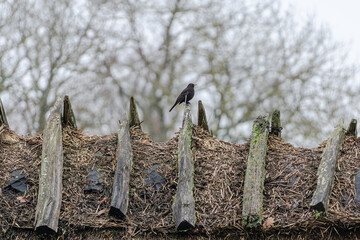 Bird sitting on hay roof in natural environment. © liukovmaksym
