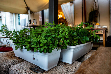 Fresh mint and herbs growing in white plastic planters outside a restaurant in Olbia, Sardinia, Italy, set on a textured stone surface. © noel