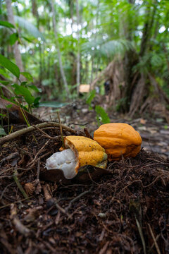Sustainable Cacao Cultivation in the Amazon Floodplains