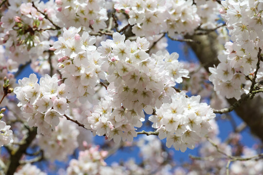 Prunus &times; yedoensis.  Close up of profuse pink white Yoshino cherry flowers against a blue sky. 