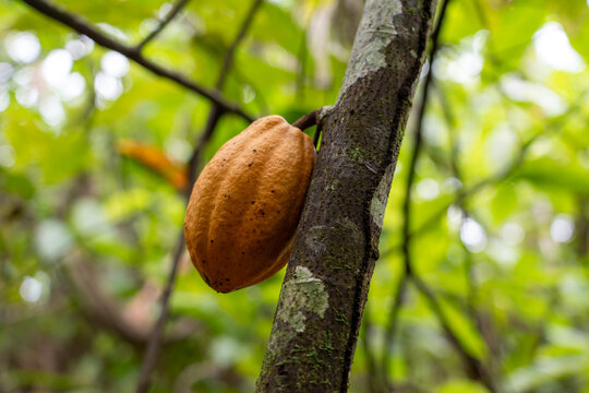 Sustainable Cacao Cultivation in the Amazon Floodplains