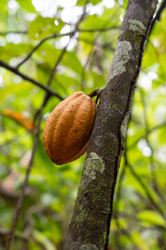 Sustainable Cacao Cultivation in the Amazon Floodplains