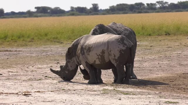 White Rhinoceros Adult and Calf Sparring in Open Savanna interaction on flat, dry ground