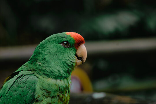 perico beb&eacute;