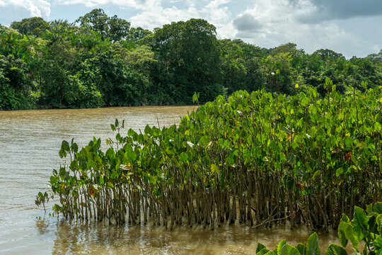 Aninga plants (Montrichardia linifera) along Amazon riverbank