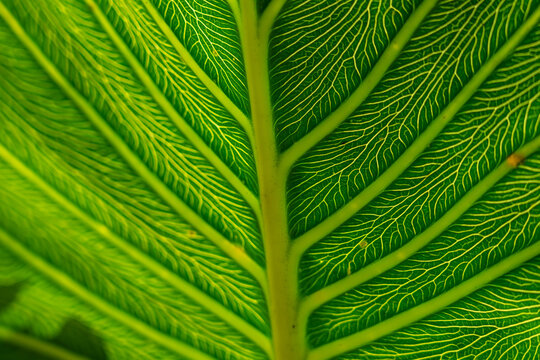 Aninga plants (Montrichardia linifera) along Amazon riverbank
