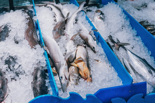 Various types of fresh fish displayed on abundant ice in blue trays, ready for sale at a local market