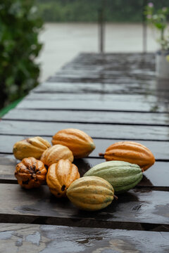Sustainable Cacao Cultivation in the Amazon Floodplains