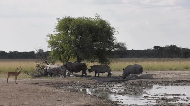 White Rhinoceros Herd Gathering at a Muddy Waterhole in the Savanna under a tree