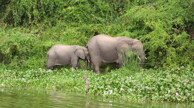 African elephant mother and her calf walking together along a lush green riverbank, foraging for food amongst the vibrant vegetation and water hyacinths in their natural habitat
