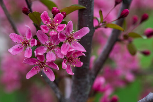 Pink Cherry blossom  flowers