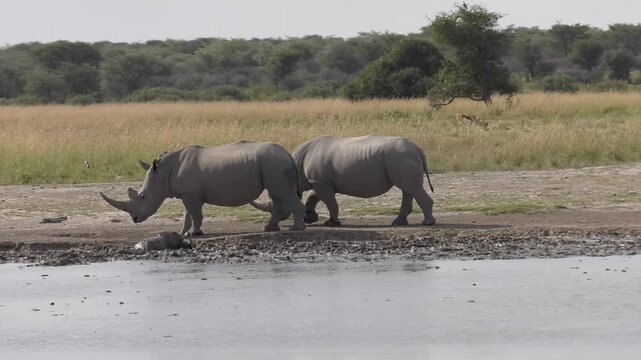 White Rhinoceros Herd Gathering at a Muddy Waterhole in the Savanna under a tree