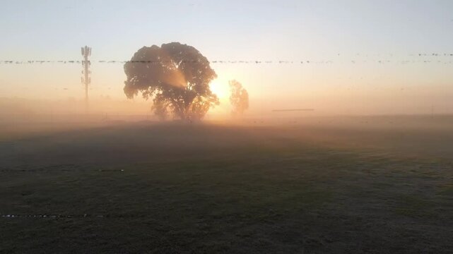 Glitch bands initiating, sweeping, obscuring, lifting, revealing tree, sun glowing through fog