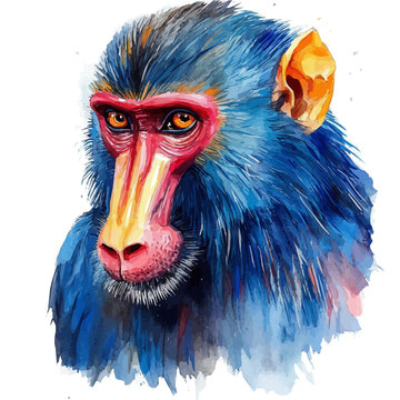 watercolor of Mandrill vector painting, isolated on a white background.