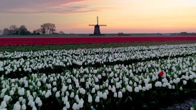 Aerial view of a traditional Dutch windmill standing amidst vibrant white and red tulip fields at sunset in Schermerhorn, North Holland, Netherlands.