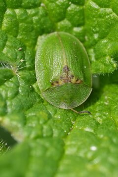 Closeup on a vibrant green tortoise beetle , Cassida viridis hiding in the vegetation