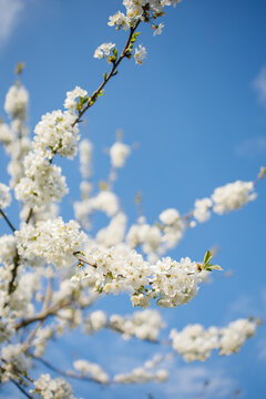 Lush flowering of white cherry tree. Branches with many white flowers under bright blue sky close up . Fruit trees garden, selection and agriculture, landscape design, nature awakening