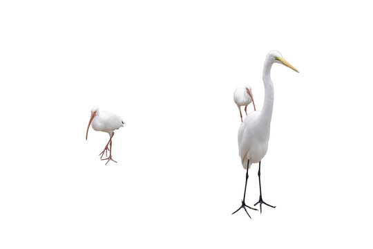 two ibis and one egret isolated on Transparent background 
