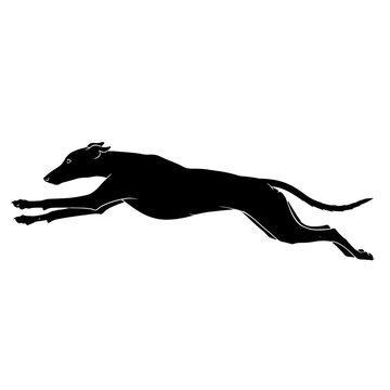Black silhouette of a running greyhound dog Isolated on transparent background